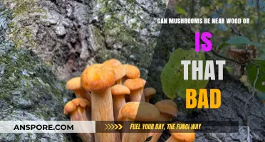 Mushrooms Near Wood: Harmful or Harmless? Expert Insights Revealed