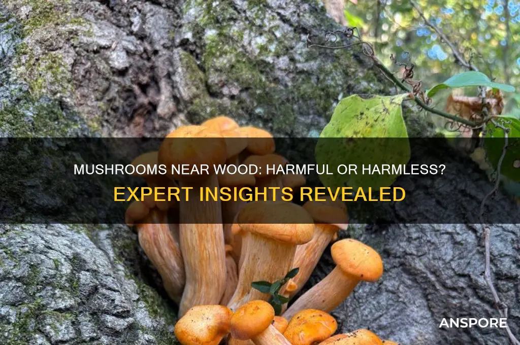 can mushrooms be near wood or is that bad