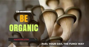 Are Mushrooms Truly Organic? Exploring Cultivation and Certification Practices