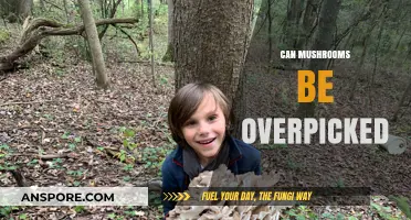 Overpicking Mushrooms: Balancing Harvest and Ecosystem Preservation Tips