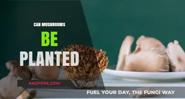 Can Mushrooms Be Planted? A Beginner's Guide to Growing Fungi