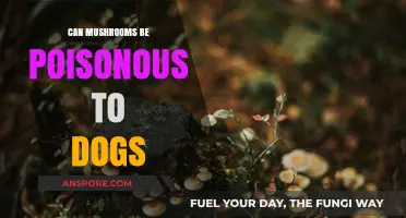 Are Mushrooms Toxic to Dogs? Essential Safety Tips for Pet Owners