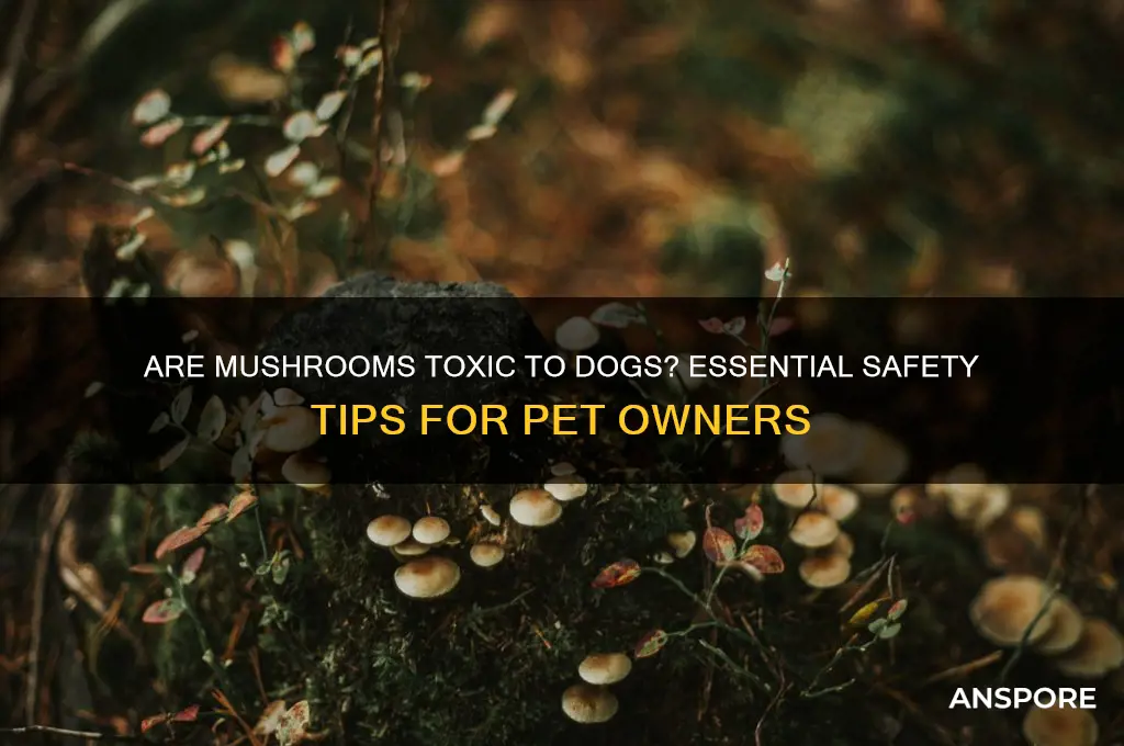 can mushrooms be poisonous to dogs