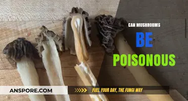 Are Mushrooms Poisonous? Identifying Toxic Varieties and Safe Practices