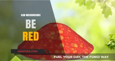 Exploring Vibrant Fungi: Can Mushrooms Naturally Be Red?