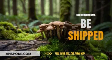 Shipping Mushrooms: Legal, Safe, and Practical Considerations Explained