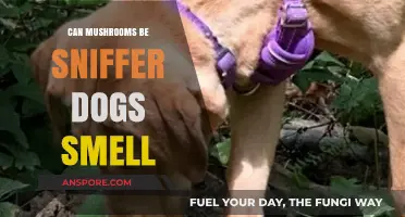 Can Mushrooms Replace Sniffer Dogs in Detecting Illicit Substances?