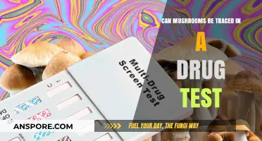 Do Mushrooms Show Up in Standard Drug Tests? Facts Revealed