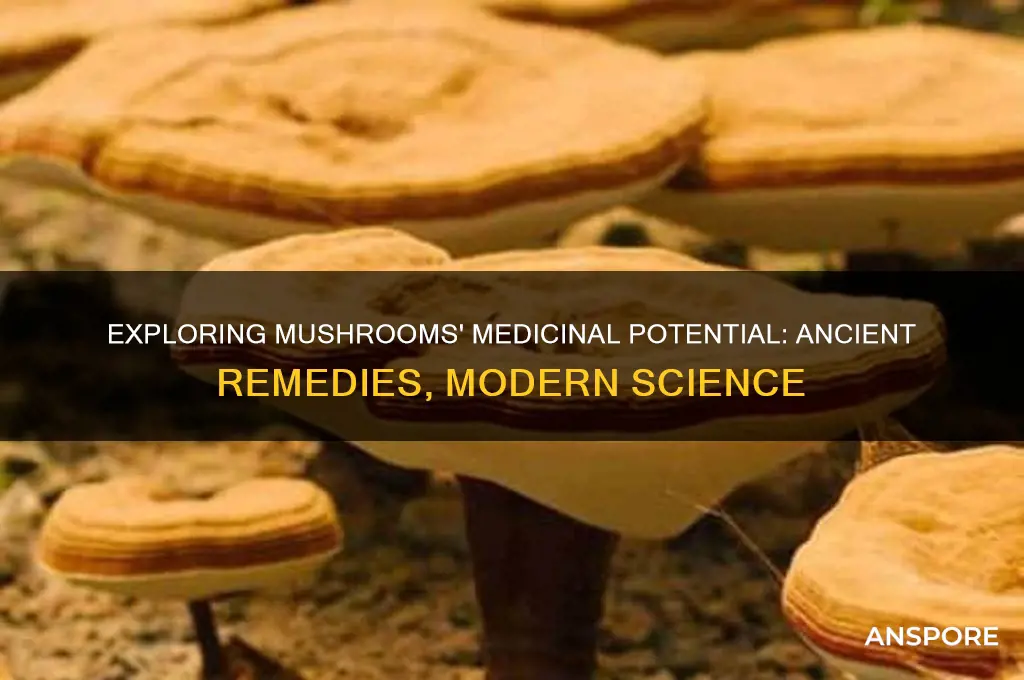 can mushrooms be used as medicine