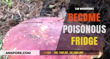 Can Stored Mushrooms Turn Toxic? Fridge Safety Explained