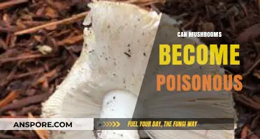 Can Mushrooms Turn Toxic? Understanding Poisonous Varieties and Risks