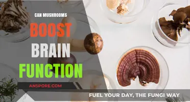 Mushrooms and Mind Power: Enhancing Cognitive Function Naturally