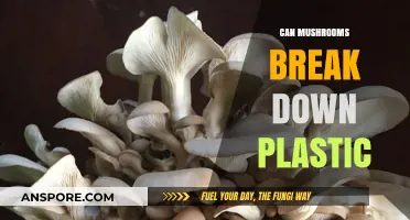 Mushrooms' Surprising Ability to Break Down Plastic Waste Explained