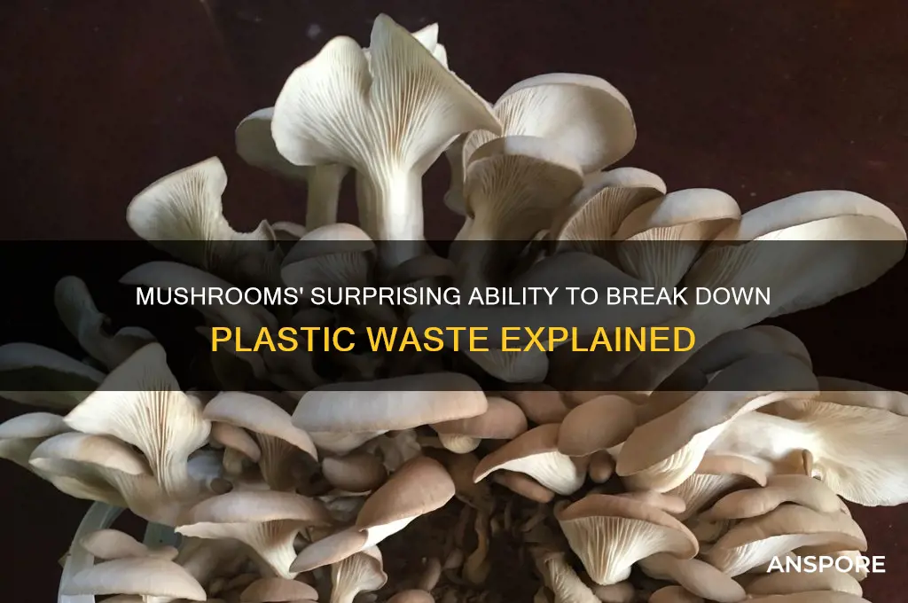 can mushrooms break down plastic