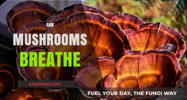 Do Mushrooms Breathe? Unveiling the Secrets of Fungal Respiration