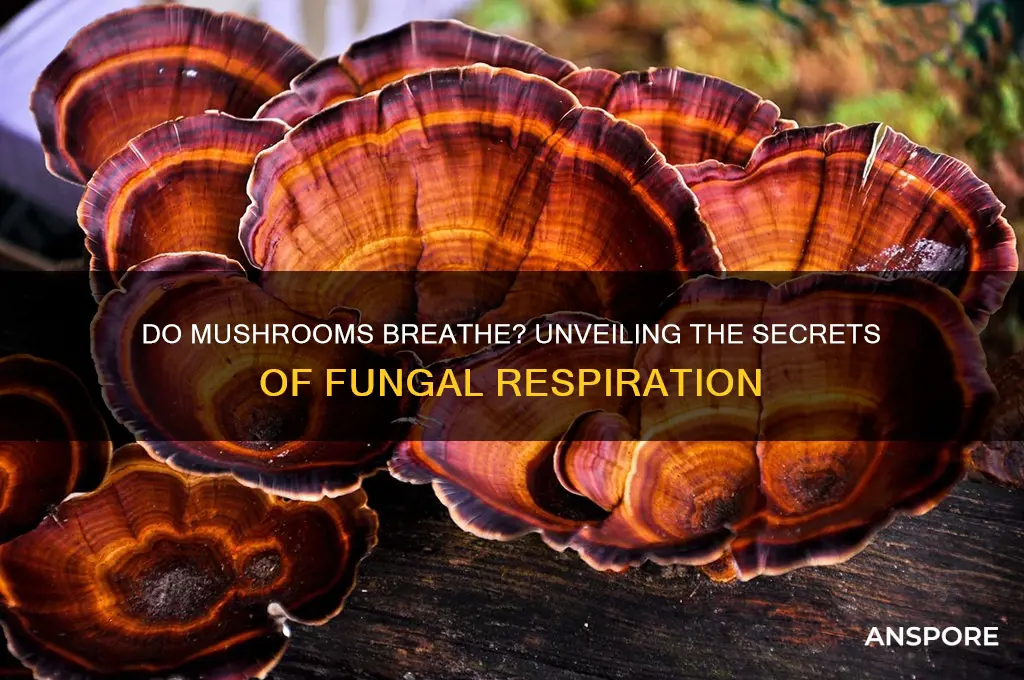 can mushrooms breathe