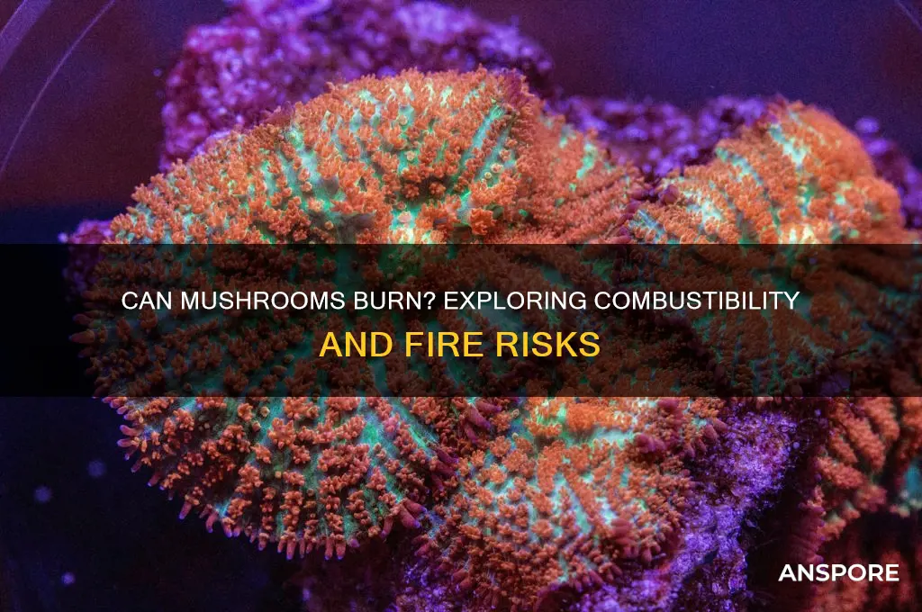 can mushrooms burn