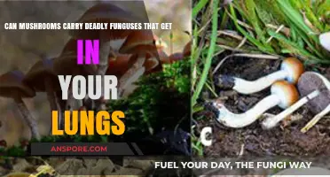 Deadly Fungal Infections: Can Mushrooms Harm Your Lungs?