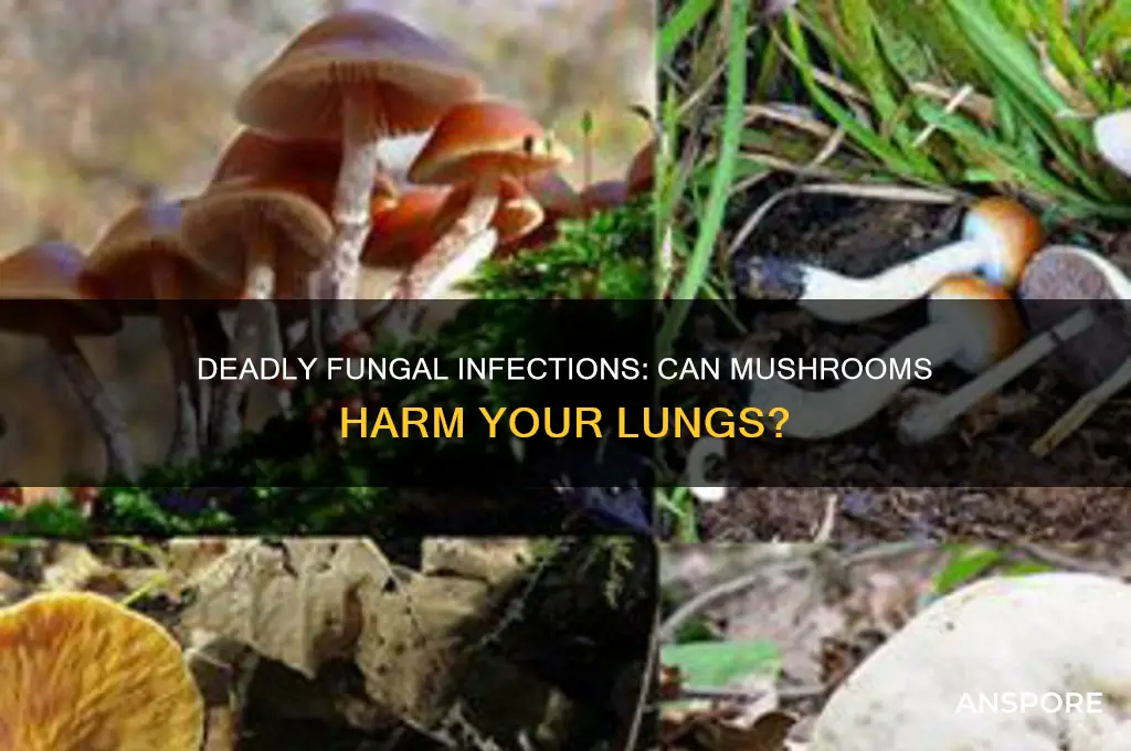 can mushrooms carry deadly funguses that get in your lungs