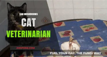 Can Mushrooms Harm Cats? A Vet's Guide to Safety
