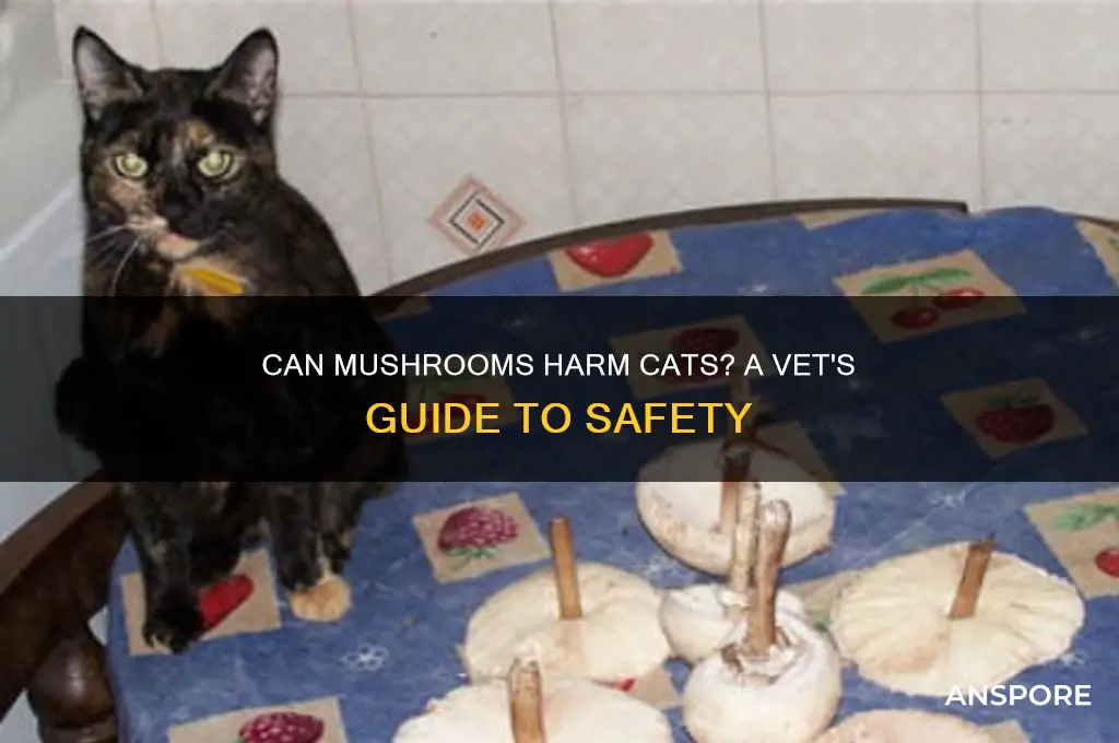 can mushrooms cat veterinarian