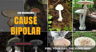 Mushrooms and Bipolar Disorder: Unraveling the Potential Connection and Risks
