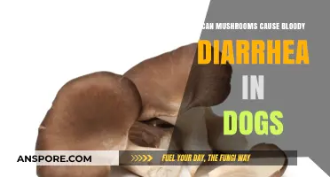 Mushrooms and Dogs: Understanding the Risk of Bloody Diarrhea