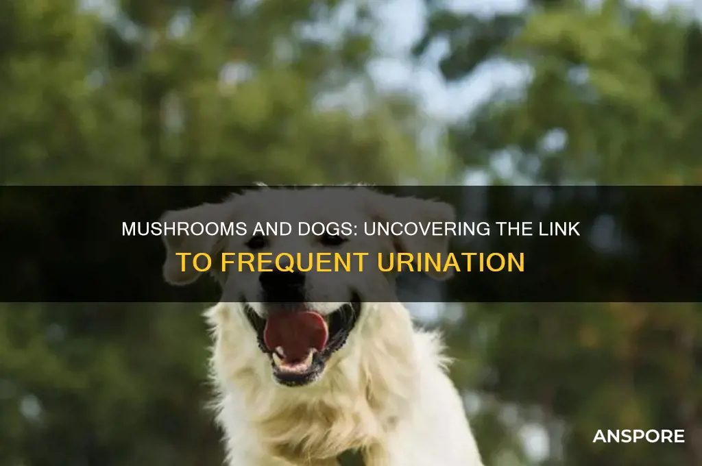 can mushrooms cause excessive urination in dogs