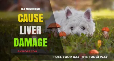 Mushrooms and Liver Health: Separating Fact from Fiction