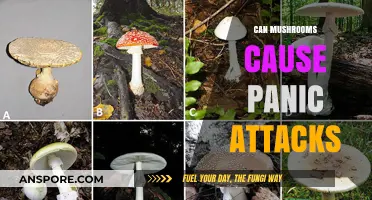 Mushrooms and Mental Health: Unraveling the Panic Attack Connection