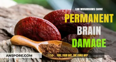 Mushrooms and Brain Health: Debunking Myths of Permanent Damage