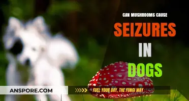 Mushrooms and Canine Seizures: Uncovering the Hidden Dangers for Dogs