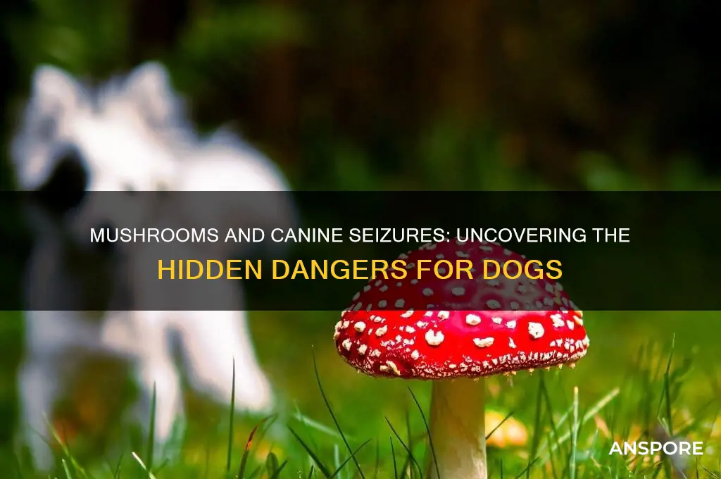 can mushrooms cause seizures in dogs