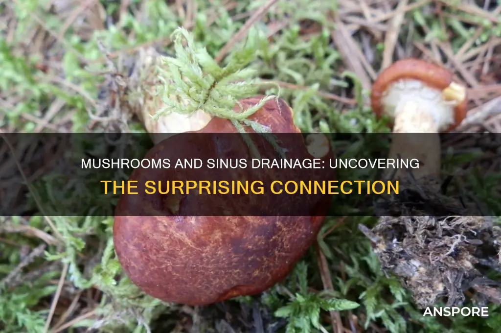 can mushrooms cause sinus drainage