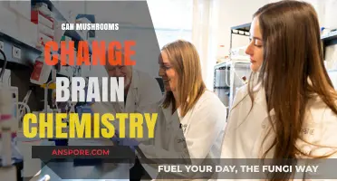 Mushrooms and Mind: Unveiling Their Impact on Brain Chemistry