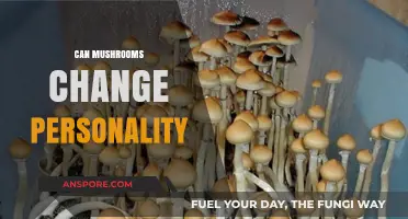 Mushrooms and Mind: Unveiling Personality Shifts from Psychedelic Experiences