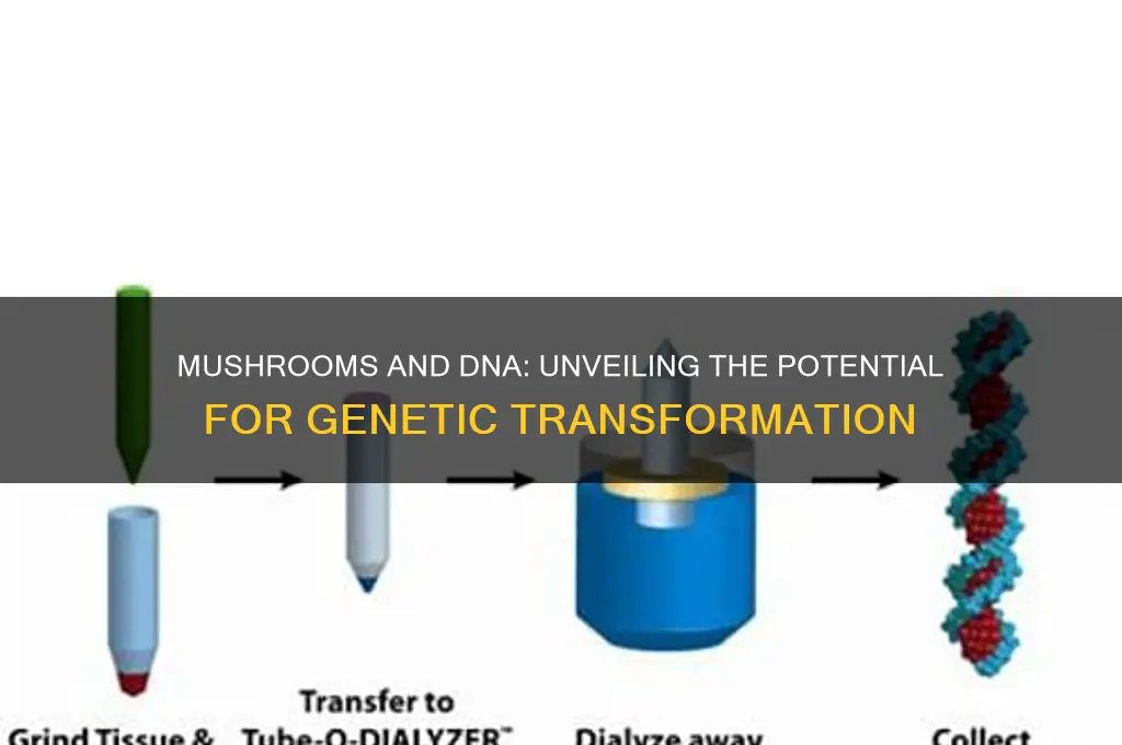 can mushrooms change your dna