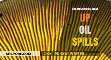 Mushrooms' Surprising Role in Cleaning Up Devastating Oil Spills