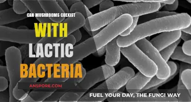 Mushrooms and Lactic Acid Bacteria: Exploring Their Symbiotic Potential