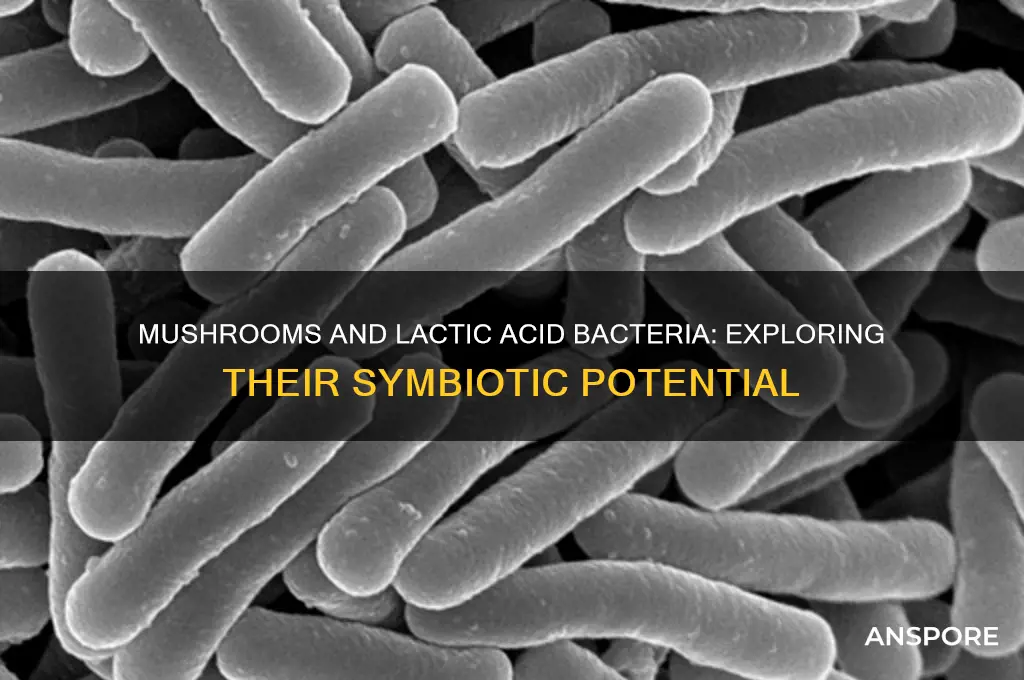 can mushrooms coexist with lactic bacteria