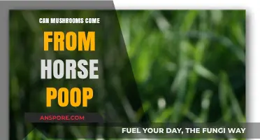Mushrooms Growing in Horse Manure: Facts, Myths, and Possibilities