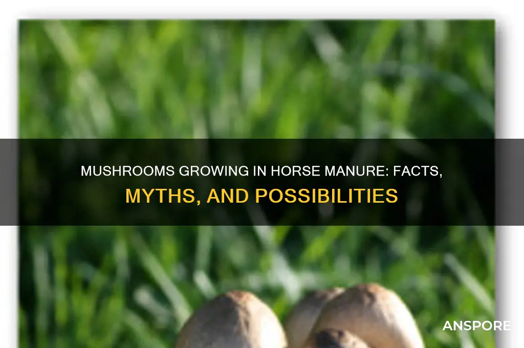 can mushrooms come from horse poop