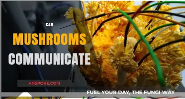 Do Mushrooms Talk? Unveiling the Secret Language of Fungi