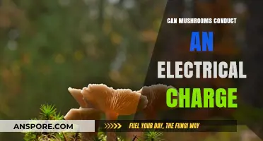 Do Mushrooms Conduct Electricity? Exploring Fungi's Surprising Electrical Properties