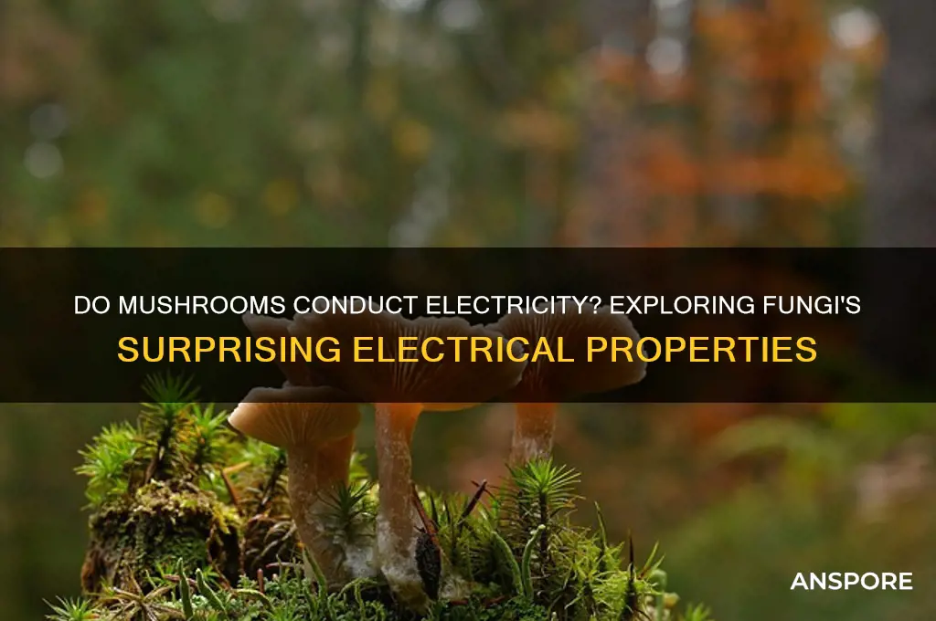 can mushrooms conduct an electrical charge