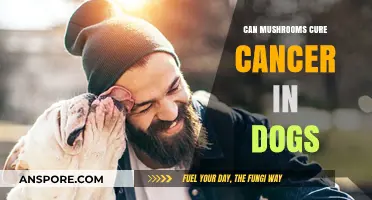 Exploring Mushrooms' Potential to Treat Canine Cancer: Hope or Hype?