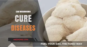 Mushrooms' Healing Potential: Can Fungi Cure Diseases Naturally?