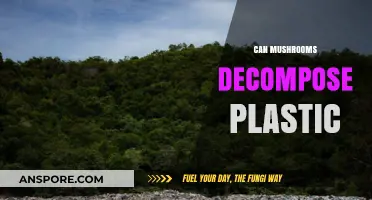 Mushrooms' Surprising Ability to Break Down Plastic Waste Explained
