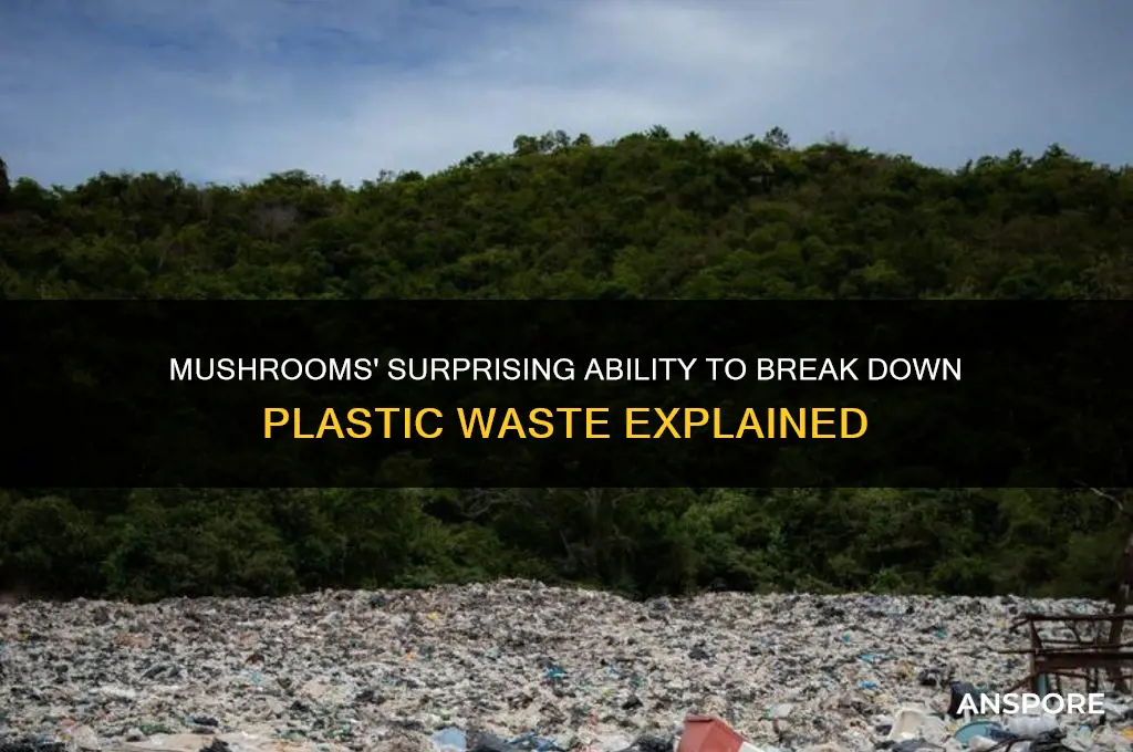 can mushrooms decompose plastic