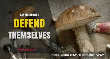 Mushrooms' Surprising Self-Defense Strategies: How Fungi Protect Themselves